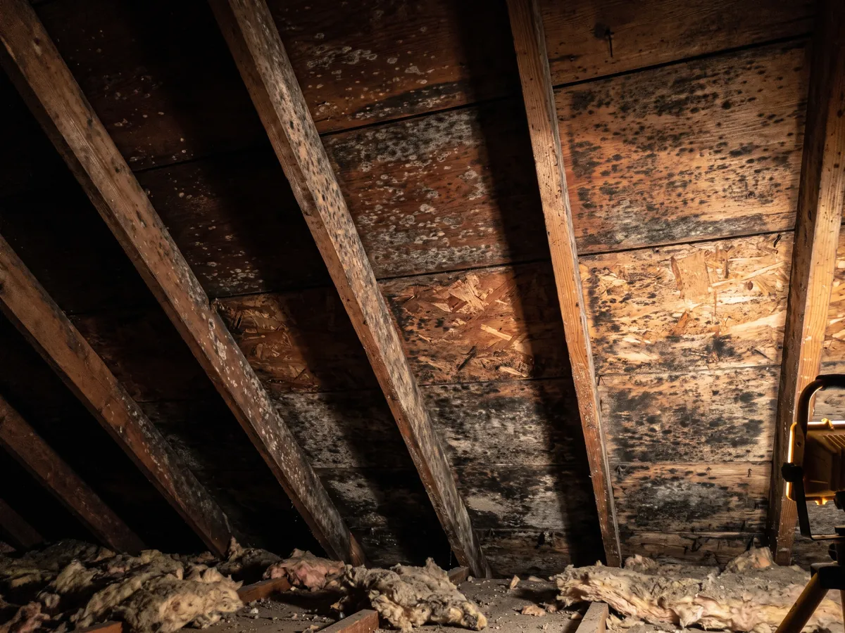 Before mold remediation in Gettysburg, PA: black mold covering attic roof sheathing between the rafters