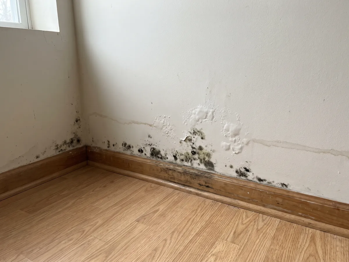 Before mold remediation in Gettysburg, PA: black mold and peeling paint along a finished basement wall and baseboard