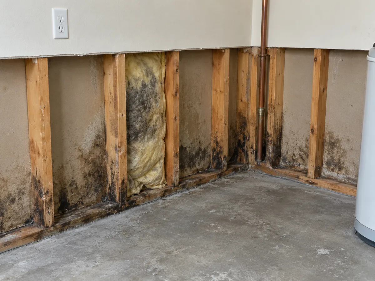 Before wall cavity mold remediation: dark patches on exposed studs and damaged insulation in a utility room